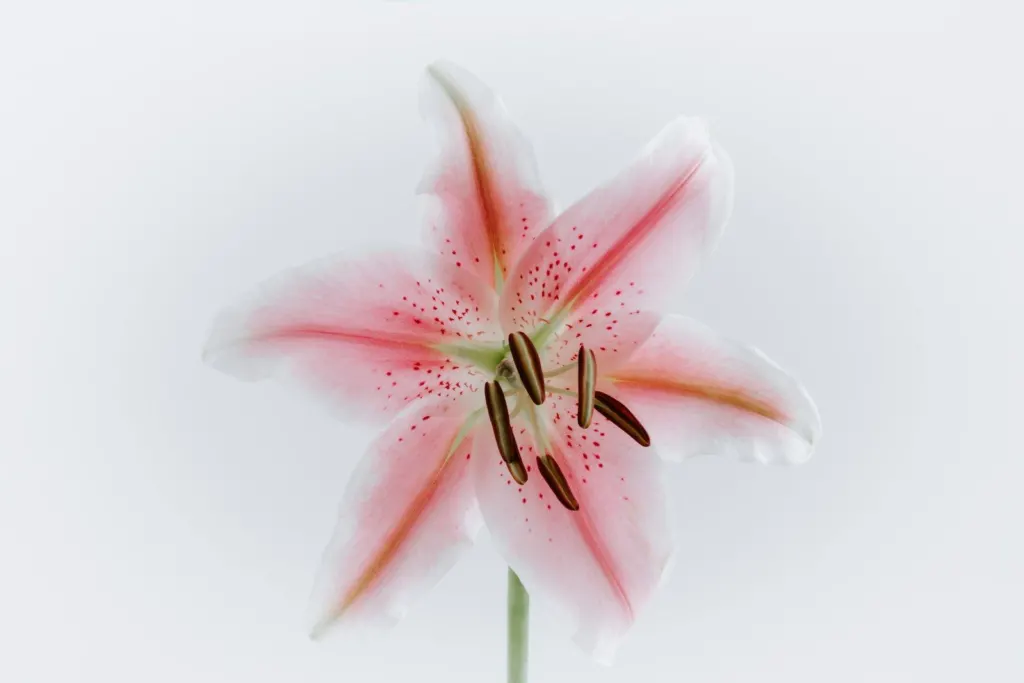 White lily